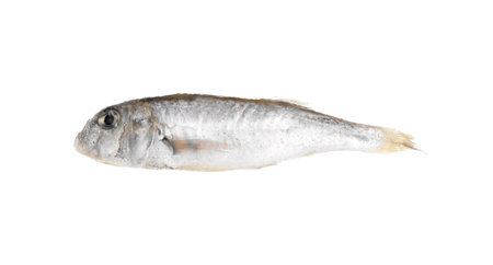 One raw red mullet fish isolated on white. Sea foodの写真素材