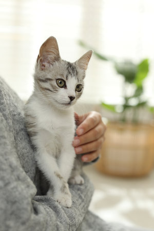 Woman with cute kitten at home, closeup