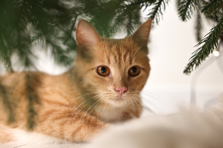 Cute ginger cat under Christmas tree indoors, closeupの写真素材