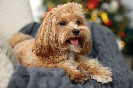 Cute Maltipoo dog with in armchair at homeの写真素材