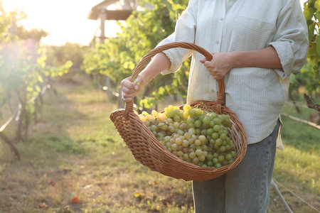 Farmer with wicker basket of ripe grapes in vineyard, closeup. Space for textの写真素材