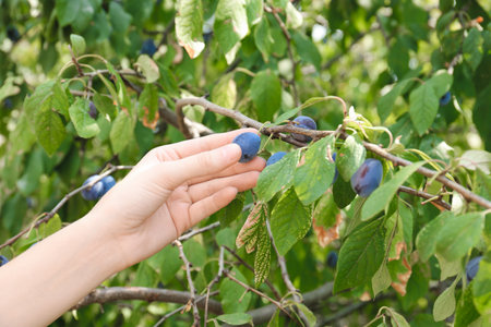 Woman picking ripe plums from tree outdoors, closeupの写真素材