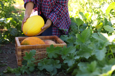 Woman picking ripe melons into wicker crate in field, closeupの写真素材