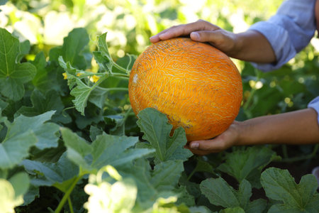 Woman picking ripe melon in field, closeupの写真素材