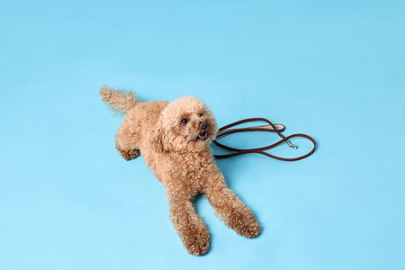 Walking with dog. Cute Maltipoo with leash on light blue background