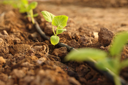 Beautiful young seedlings growing in ground outdoors, closeupの写真素材