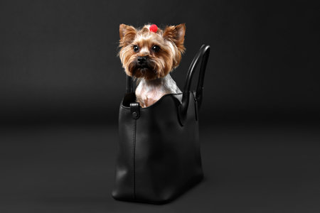 Cute Yorkshire Terrier dog in bag on black backgroundの写真素材