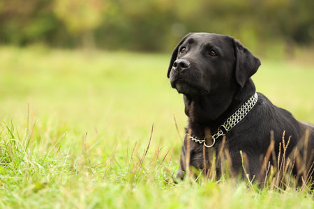 Adorable Labrador Retriever dog on green grass.の写真素材
