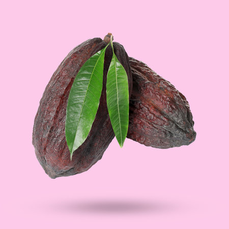 Cocoa pods and green leaves in air on pink backgroundの写真素材