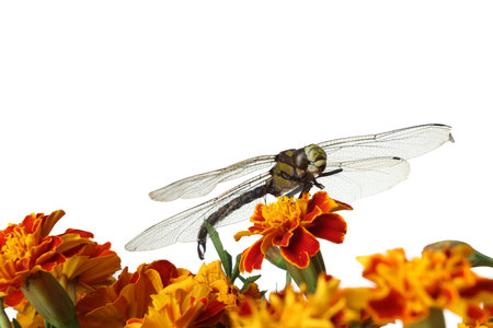 Beautiful dragonfly on flower against white backgroundの写真素材