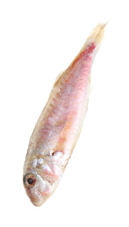 One raw red mullet fish isolated on white. Sea foodの写真素材
