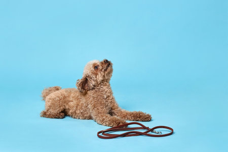 Walking with dog. Cute Maltipoo with leash on light blue backgroundの写真素材