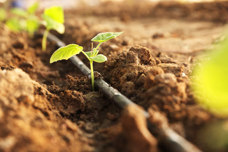 Beautiful young seedlings growing in ground outdoors, closeupの写真素材