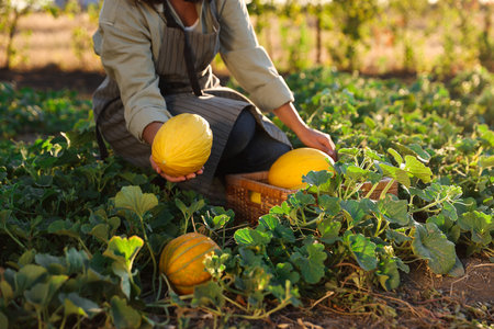 Woman picking ripe melons in field, closeupの写真素材