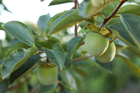 Unripe persimmons growing on tree in garden outdoors, closeupの写真素材