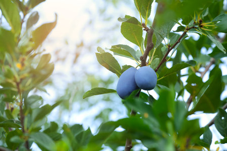 Ripe plums growing on tree in gardenの写真素材