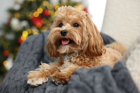 Cute Maltipoo dog with in armchair at homeの写真素材