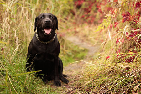 Adorable Labrador Retriever dog sitting among colorful grass outdoors. Space for textの写真素材