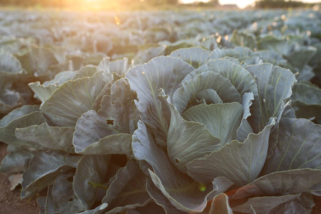 Green cabbages growing in field on sunny day, closeup