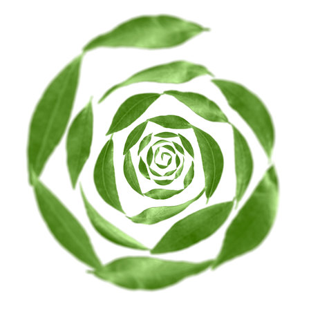Green leaves swirling in air on white backgroundの写真素材