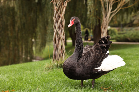 Beautiful black swan on green grass outdoors, space for textの写真素材