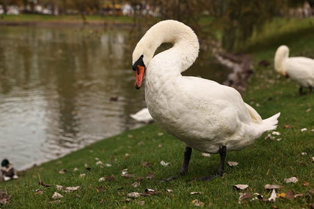 Beautiful white swans near river outdoors, space for textの写真素材