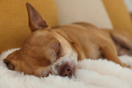 Cute chihuahua dog sleeping on sofa indoorsの写真素材
