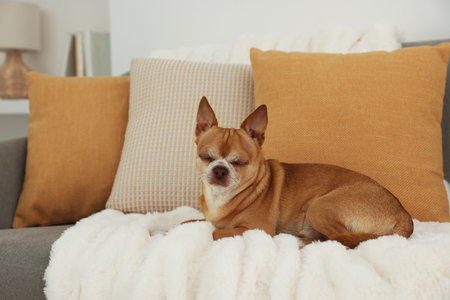 Cute chihuahua dog sleeping on sofa indoorsの写真素材