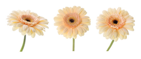 Beautiful beige gerbera flower isolated on white, collageの写真素材