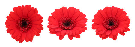 Beautiful red gerbera flower isolated on white, collageの写真素材
