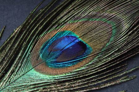Beautiful bright peacock feather on gray table, closeupの写真素材