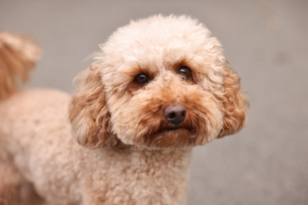 Cute Toy Poodle dog on blurred background. Lovely petの写真素材