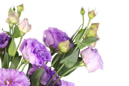 Beautiful violet eustoma flowers with green leaves isolated on whiteの写真素材