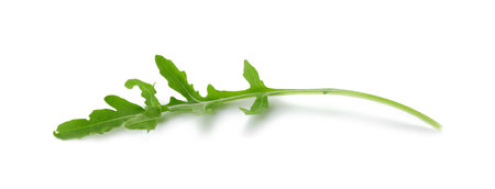 One fresh arugula leaf isolated on whiteの写真素材