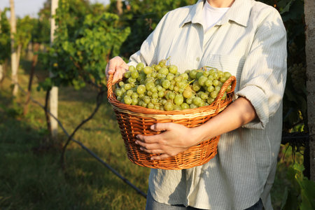 Farmer with wicker basket of ripe grapes in vineyard, closeup. Space for textの写真素材