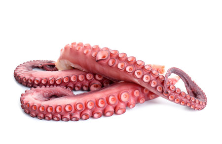 Three raw octopus tentacles isolated on whiteの写真素材
