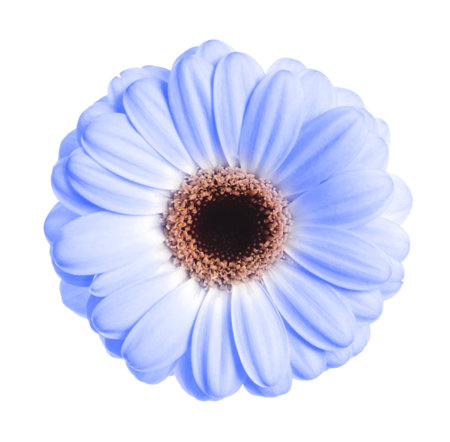 Beautiful light blue gerbera flower on white backgroundの写真素材