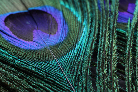 Beautiful bright peacock feather as background, macro viewの写真素材