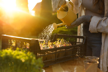 Woman watering potted seedlings with can at table outdoors, closeupの写真素材