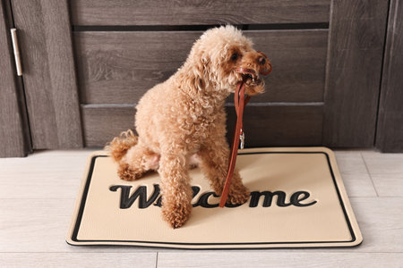 Walking with dog. Cute Maltipoo with leash near door indoorsの写真素材