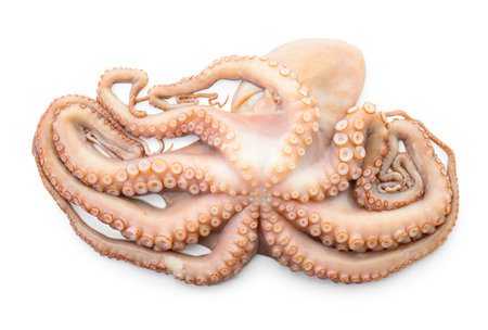 One fresh raw octopus isolated on white, top viewの写真素材