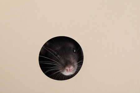Cute rat looking through hole in beige paper sheetの写真素材