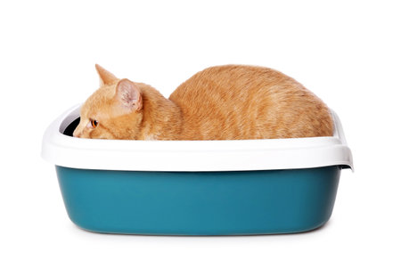 Cute ginger cat in litter tray on white backgroundの写真素材
