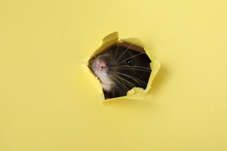 Cute small rat looking out of hole in yellow paper sheet, closeupの写真素材