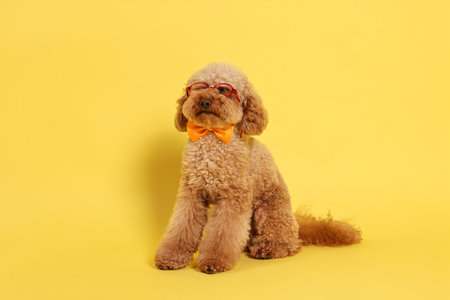 Cute Toy Poodle dog wearing bow tie and glasses on yellow backgroundの写真素材