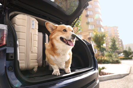 Pembroke Welsh Corgi near suitcases in car trunkの写真素材