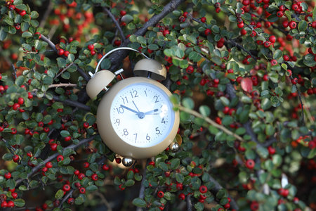 Alarm clock on rowan tree branches, closeupの写真素材