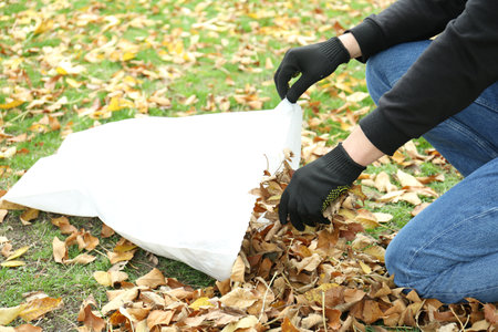 Man gathering fallen leaves into bag outdoors, closeupの写真素材