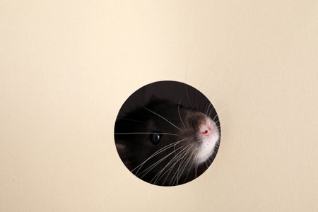 Cute rat looking through hole in beige paper sheetの写真素材