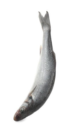 One raw sea bass fish isolated on white. Sea foodの写真素材
